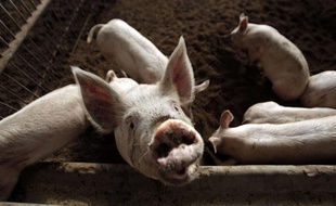 Des porcs dans un élevage en Chine.