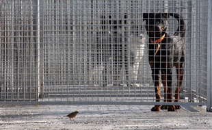 Des chiens pris en charge par la SPA de Gennevilliers