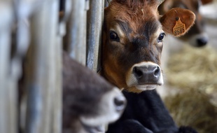 Un veau d'une cinquantaine de kilos s'est échappé de l'abattoir de Mont-de-Marsan.