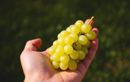 Canicule et sécheresse : ces gestes naturels à adopter dès maintenant pour une vigne forte et des raisins sucrés tout l’été