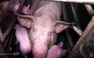 L'association L214 dénonce dans une vidéo le traitement réservés aux cochons dans des élevages bretons