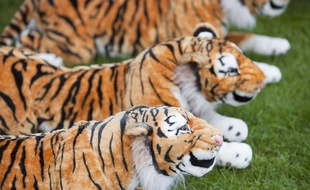 Tigres en peluches. Image d'illustration.