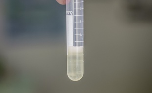 La cellulose bactérienne produite par le groupe iGEM, composé d'étudiants toulousains.