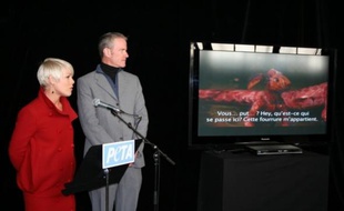 Pink défend les droits des animaux pour Peta, lundi 9 mars 2009