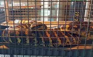 La femelle python capturée près de Douai par les pompiers.