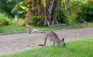 Illustration: Des kangourous, en Australie.