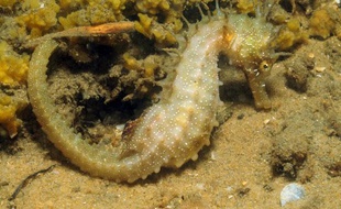 Un hippocampe moucheté.