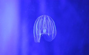 Un Mnemiopsis leidyi