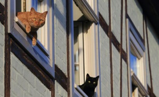 Deux chats à la fenêtre, le 5 août 2015 à Quedlinbourg, en Allemagne