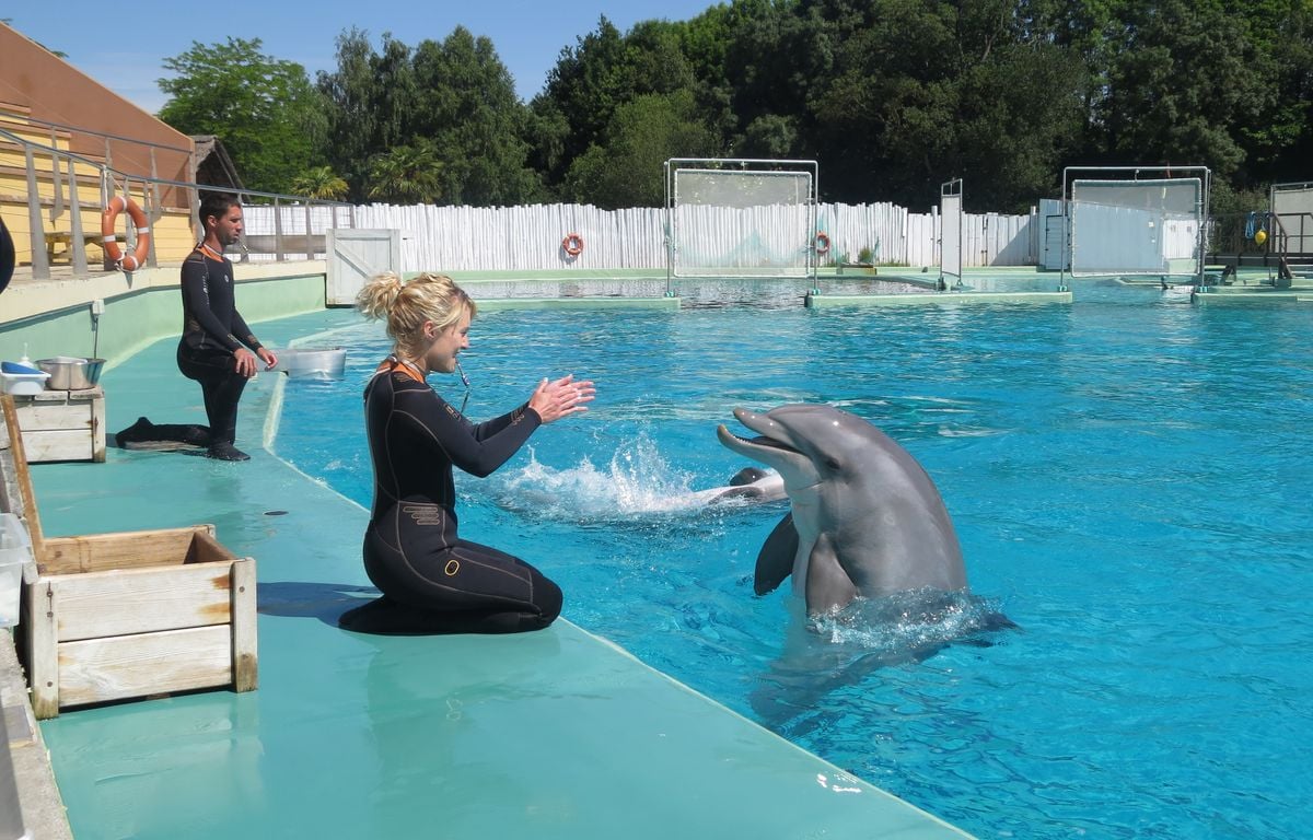 Près de Nantes, Planète sauvage confirme le départ de ses onze dauphins vers Beauval, « une opportunité »