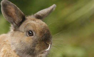 Illustration d'un lapin.