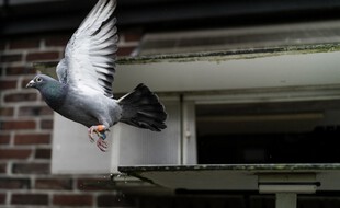 Un pigeon voyageur belge. (illustration)