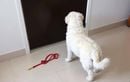 Pourquoi votre chien refuse-t-il soudainement la promenade ? Comprendre les blocages et trouver des solutions efficaces