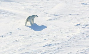 Un ours polaire sur la glace dans l'Arctique près du pôle Nord, le 21 avril 2015