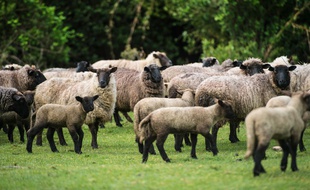 Illustration moutons