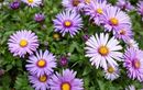 Avec ce geste précis, les horticulteurs font fleurir leurs asters jusqu’au coeur de l’hiver