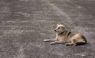 Illustration d'un chien dans la rue.