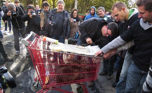 Les ragondins étaient entassés dans un caddie