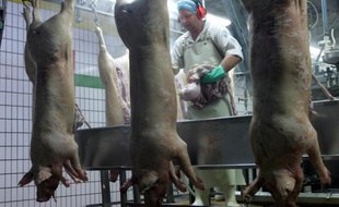 Le groupe coopératif breton Cooperl, numéro 1 du porc en France, fait l'objet d'une enquête préliminaire en raison de soupçons de fraude à la viande contaminée aux salmonelles, a-t-on appris lundi auprès du parquet de Saint-Brieuc.