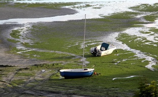 Illustration d'algues vertes sur une plage bretonne.