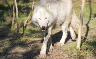 Un loup (photo d'illustration).