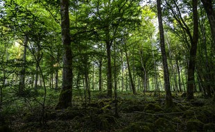 Le parc national de forêts, aux confins de la Champagne et de la Bourgogne, dernier né des parcs nationaux français. Il a été créé en novembre 2019.