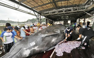 Des pêcheurs abattent une baleine de 10m de long sur le port de Wada dans la ville de Minami-Boso, à l'est de Tokyo, 25 juin 2008