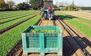 Environ 60 % de la production européenne sort des maraîchers de la région nantaise.