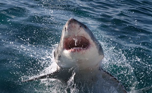 Un requin a réussi à s'introduire dans la cage d'observation d'un plongeur
