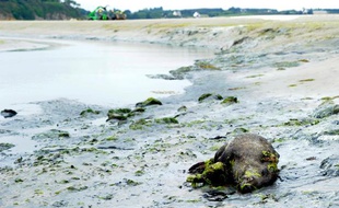 Un sanglier mort est photographié le 26 juillet 2011 dans une anse de la baie de Saint-Brieuc sur la commune de Morieux.