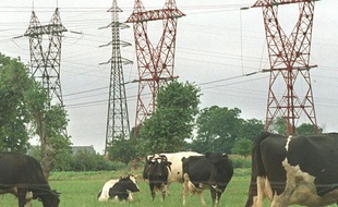 Des vaches broutent près des pylones supportant des lignes à haute tension.
