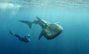 Un requin-baleine.