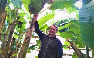 Horticulteur dans le Var, Marc Giovinazzo se lance dans la production de bananes