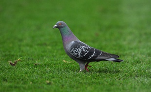 Image d'illustration d'un pigeon.