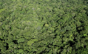 Vue aerienne de la foret amazonienne en Guyane.
