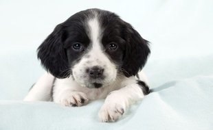 Illustration d'un chiot.