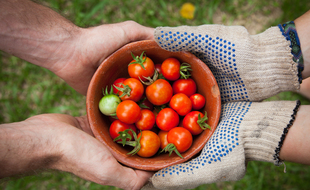 Le site toulousain «Plantez chez nous» met en relation des propriétaires de terrains et des jardiniers prêts à les cultiver
