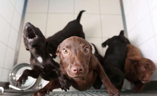 Illustration de chiens dans un chenil.