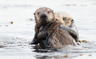 Une loutre de mer en Californie.