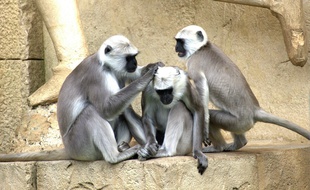 Des singes verts (illustration).