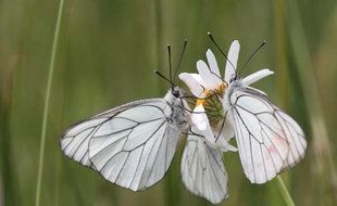 Des papillons au conservatoire du littoral de Soumeix.