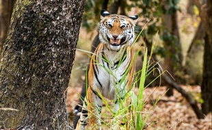 Des indiens pauvres livrent leurs parents âgés aux tigres pour toucher une indemnité