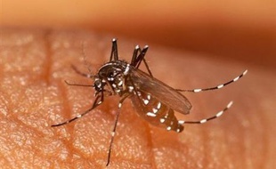 Plus de 160 cas confirmés de chikungunya ont été recensés en Italie et une trentaine d'autres sont encore en cours de vérification, a indiqué mercredi à l'AFP le professeur Antonio Cassone, virologue de l'Institut supérieur de la santé (ISS).