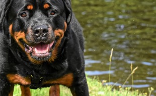 Un rottweiller. Illustration.