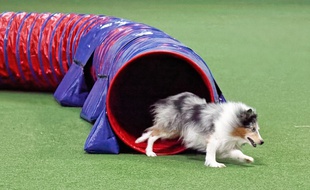 La salle Dynamic dogs à Courcouronnes