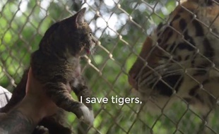 Capture d'écran de la vidéo Tiger Day de Greenpeace du 28 juillet 2014.