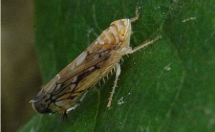 La cicadelle Scaphoideus titanus adulte.