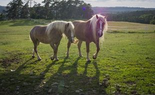 Illustration des chevaux dans un champs