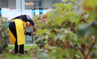 Vendanges de la Croix de Guyenne, parcelle à l'entrée de l'aéroport de Bordeaux-Mérignac, le 4 octobre 2017
