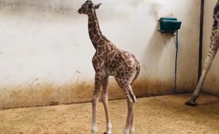 Un petit girafon est né au zoo du Bassin d'Arcachon.